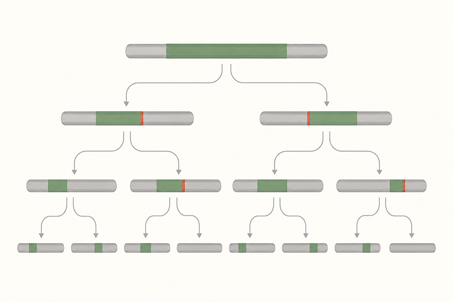 Rekombination blandar kromosomerna och gör nedärvda avsnitt kortare över generationerna. Längden på neandertalhärledda DNA-avsnitt kan därför ge ledtrådar om när blandningen skedde. Schematisk illustration.